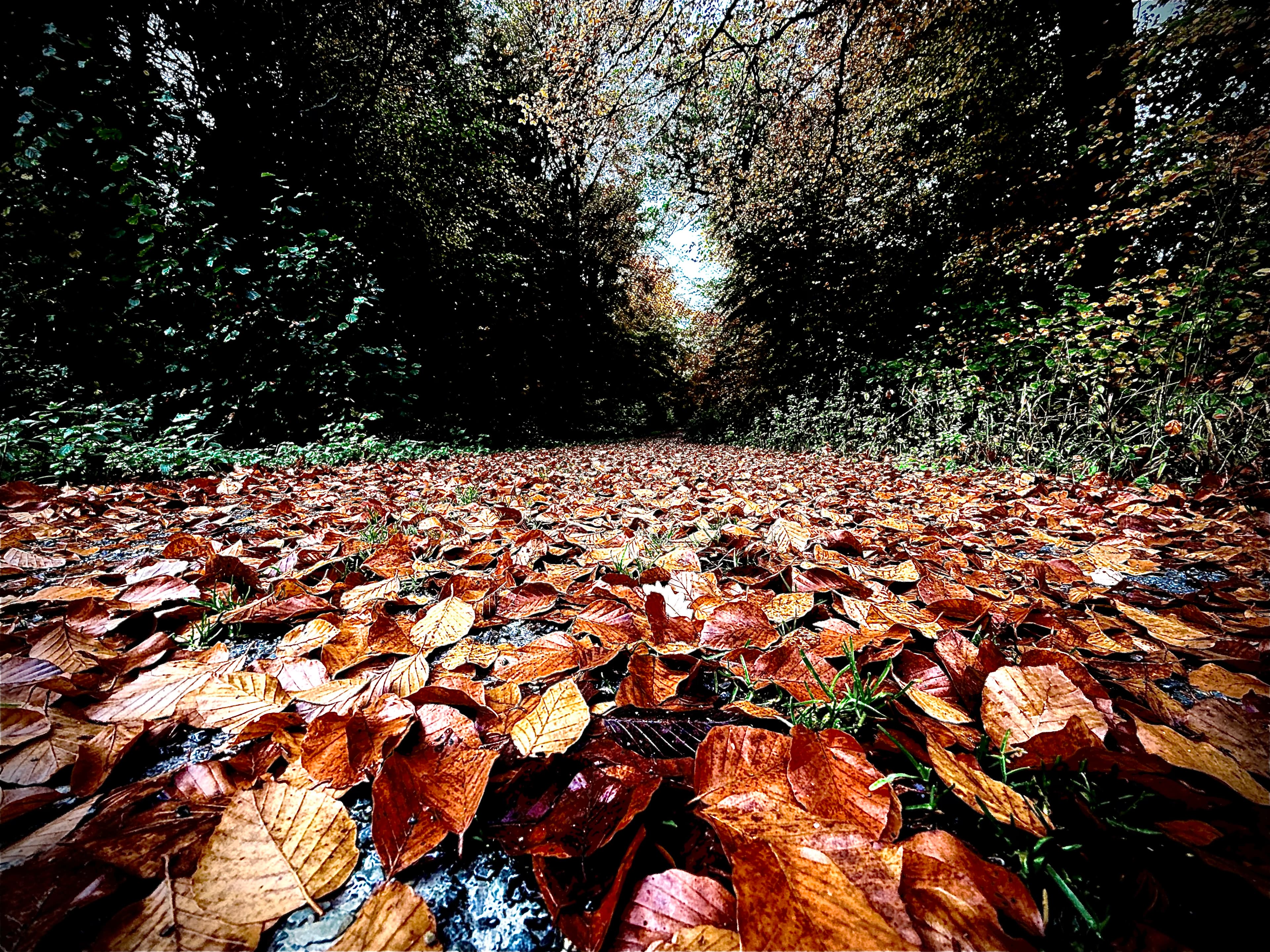 Theorieplan November